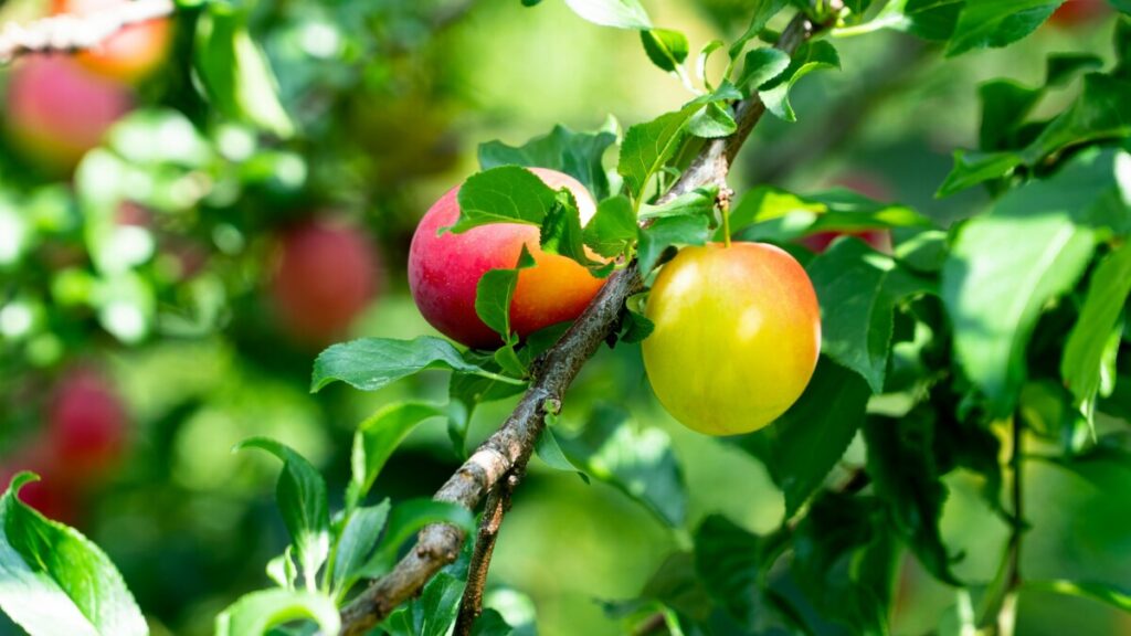 Garden-to-Table Cooking